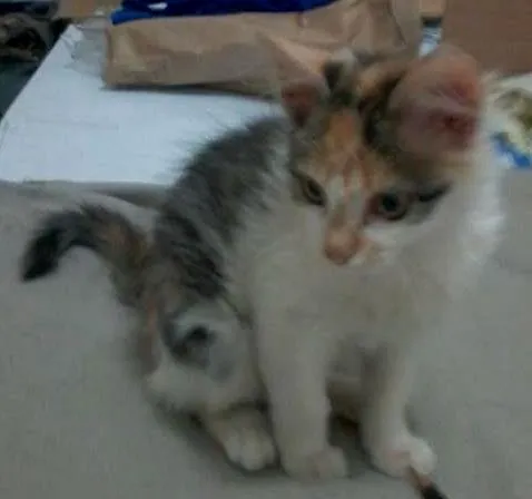 Gato ra a Sem raça idade Abaixo de 2 meses nome Sem nome