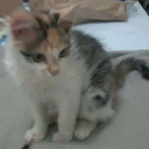 Gato raça Sem raça idade Abaixo de 2 meses nome Sem nome