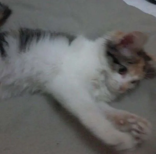 Gato ra a Sem raça idade Abaixo de 2 meses nome Sem nome