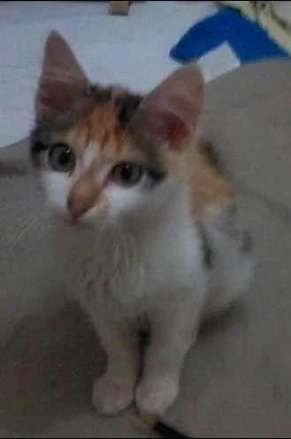 Gato ra a Sem raça idade Abaixo de 2 meses nome Sem nome