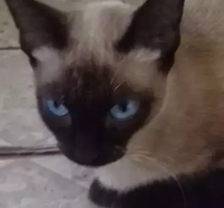 Gato ra a Siamês  idade 2 anos nome Lina