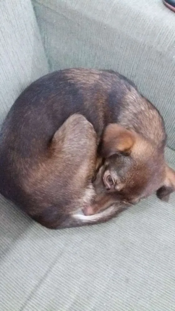 Cachorro raça Fox Paulistinha idade 7 a 11 meses nome Dolly