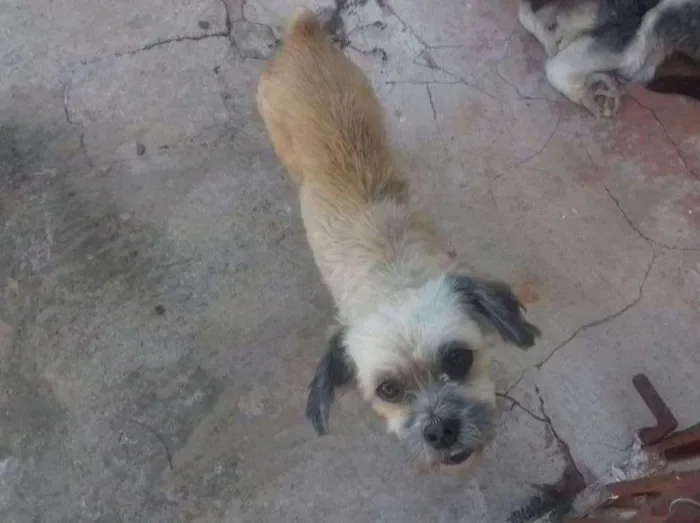 Cachorro ra a Ilhasa idade 5 anos nome Lana