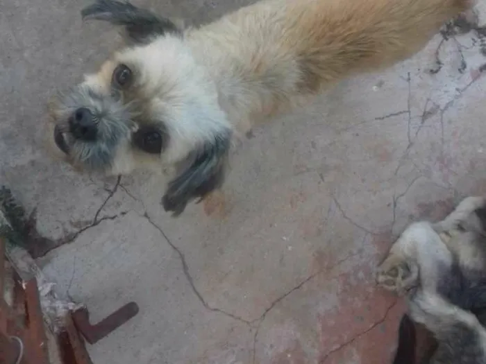 Cachorro ra a Ilhasa idade 5 anos nome Lana