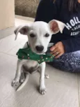 Zé Pequeno