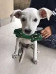 Zé Pequeno
