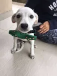 Zé Pequeno