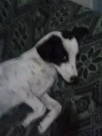 NINA