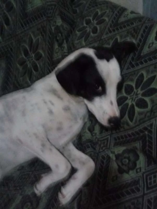 Cachorro raça SRD idade 2 anos nome NINA
