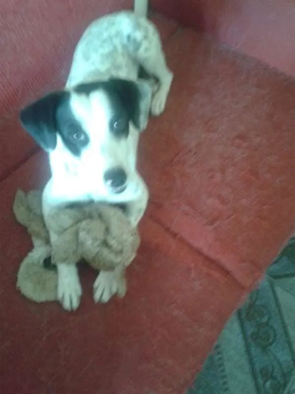 Cachorro raça SRD idade 2 anos nome NINA