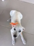 Lilica