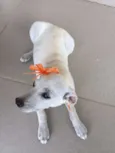 Lilica