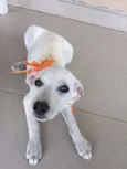 Lilica