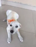 Lilica