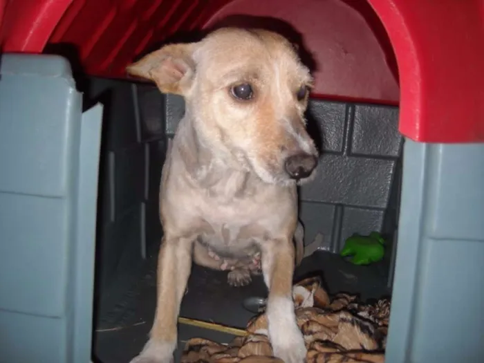 Cachorro raça SRD idade 6 ou mais anos nome POLY