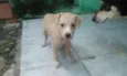 lindinha