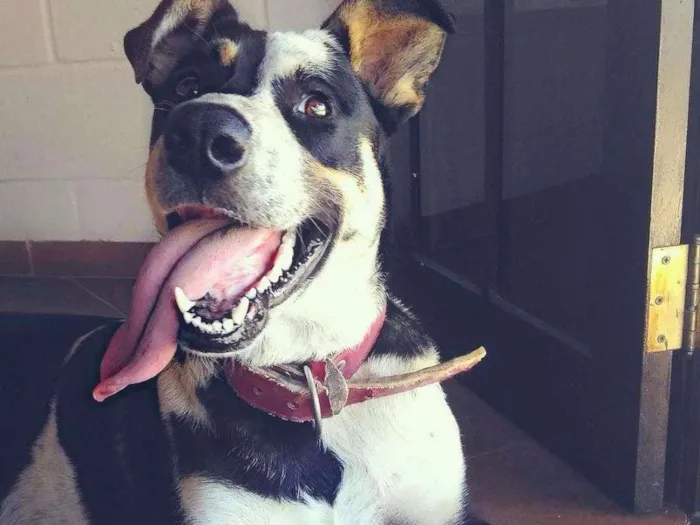Cachorro ra a Vira lata idade 2 anos nome Zafira