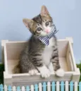 Gatinhos