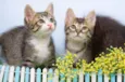 Gatinhos