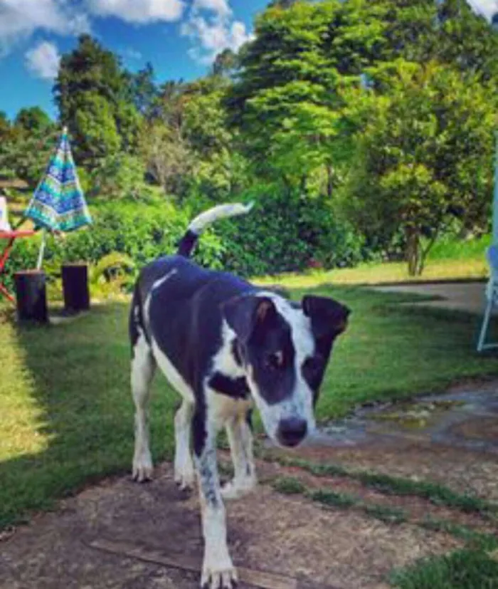 Cachorro ra a Vira lata idade 2 anos nome Zafira