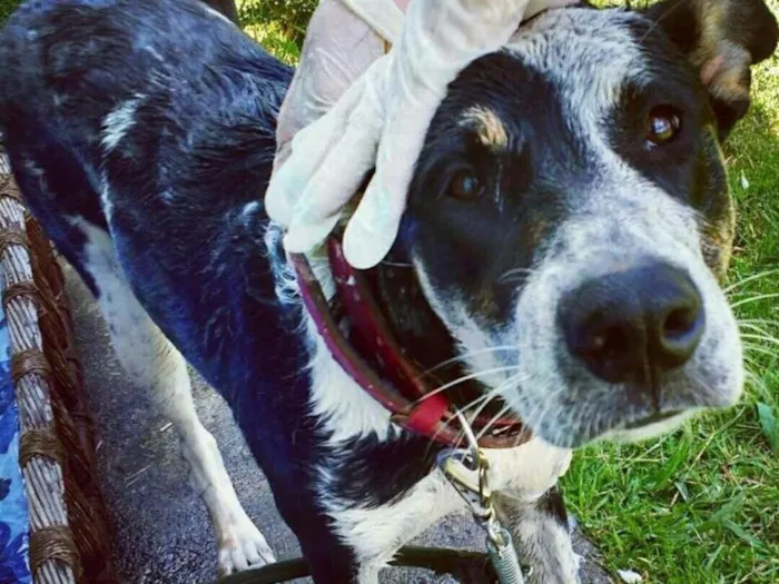Cachorro ra a Vira lata idade 2 anos nome Zafira
