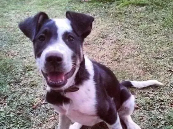 Cachorro ra a Vira lata idade 2 anos nome Zafira