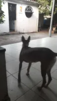 Drica
