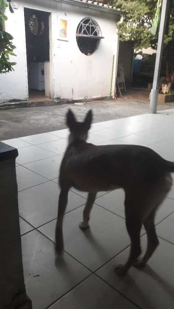 Cachorro raça  idade 7 a 11 meses nome Drica