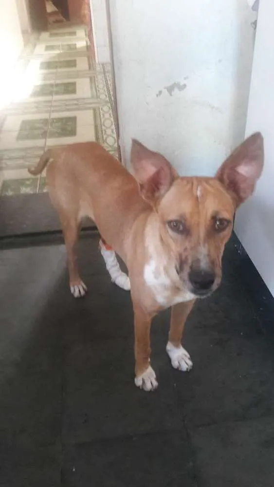 Cachorro raça  idade 7 a 11 meses nome Drica