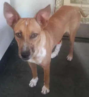 Cachorro raça  idade 7 a 11 meses nome Drica