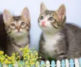 Gatinhos