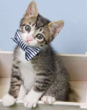 Gato raça SRD idade 2 a 6 meses nome Gatinhos