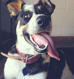 Cachorro raça Vira lata idade 2 anos nome Zafira
