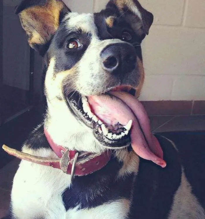 Cachorro ra a Vira lata idade 2 anos nome Zafira