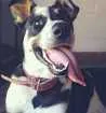 Cachorro raça Vira lata idade 2 anos nome Zafira