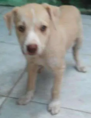 Cachorro raça viralatinha idade Abaixo de 2 meses nome lindinha
