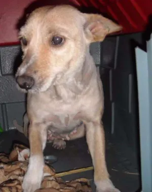 Cachorro raça SRD idade 6 ou mais anos nome POLY