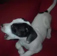 NINA