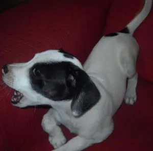 Cachorro raça SRD idade 2 anos nome NINA