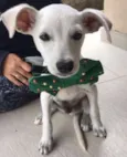 Zé Pequeno