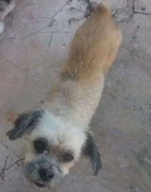 Cachorro raça Ilhasa idade 5 anos nome Lana