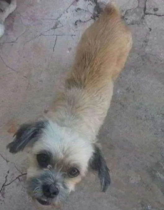 Cachorro ra a Ilhasa idade 5 anos nome Lana