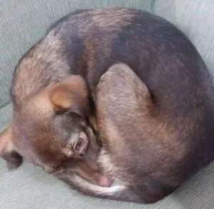 Cachorro raça Fox Paulistinha idade 7 a 11 meses nome Dolly