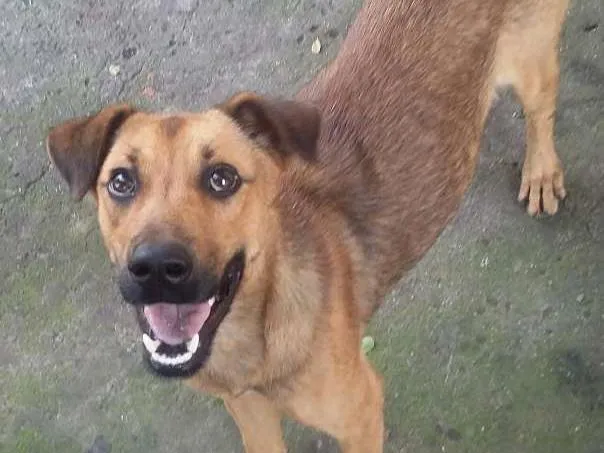 Cachorro ra a VIRA LATA idade 7 a 11 meses nome BEBEZÃO