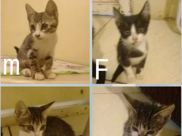 Gato ra a Vira lata idade 2 a 6 meses nome Sem nome
