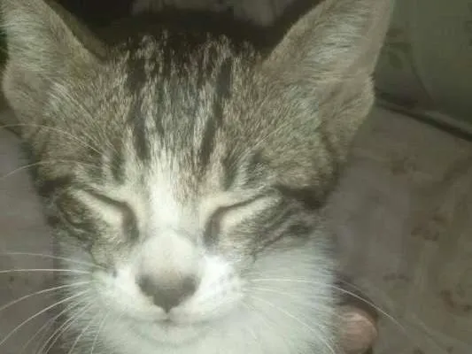 Gato ra a SDR idade 2 a 6 meses nome Não tem