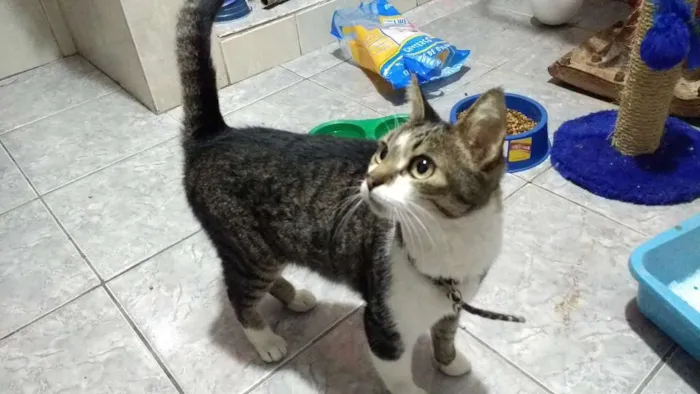 Gato ra a Tigrada idade 2 anos nome sem nome