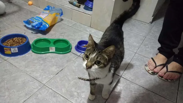 Gato ra a Tigrada idade 2 anos nome sem nome