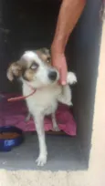 bolinha