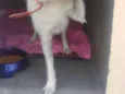 bolinha